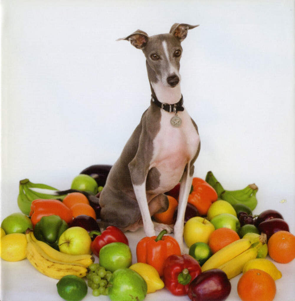Shellac – Excellent Italian Greyhound CD