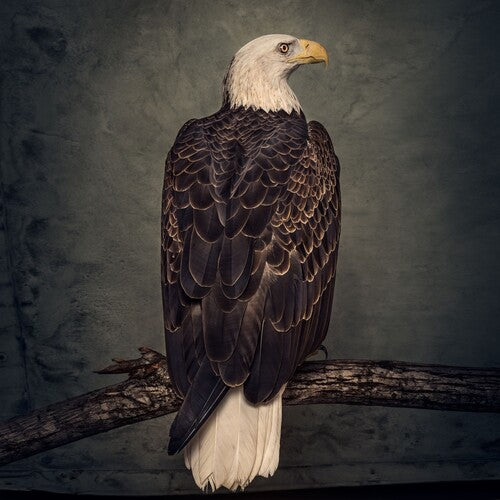 Clutch - Book Of Bad Decisions (Indie Exclusive Vinyl)