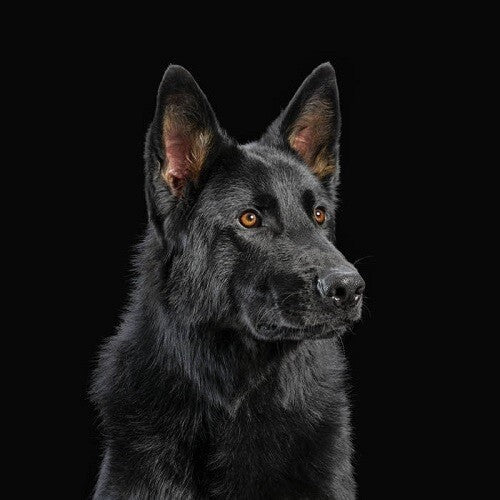 Die Nerven - Die Nerven - Orange Vinyl (Vinyl LP)